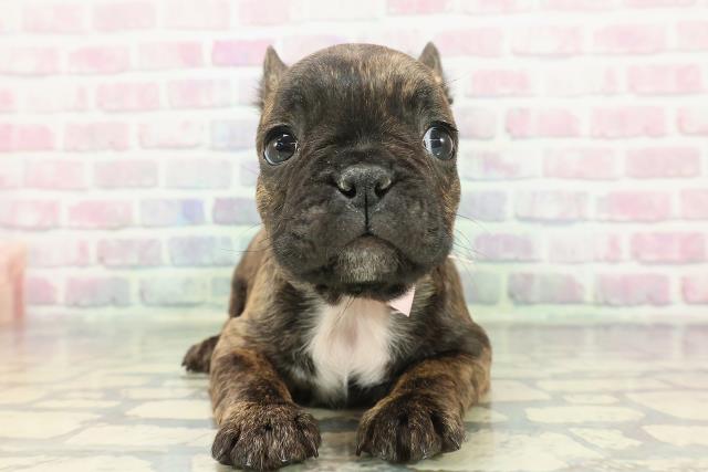 2025年12月5日生まれのフレンチブルドッグ