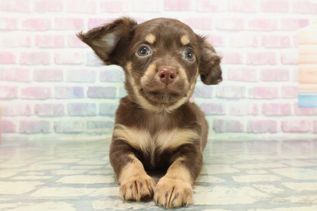 北海道のチワックス(チワワ×ダックス) (Coo&RIKU北見店/2025年12月14日生まれ/女の子/チョコレートタン)の子犬の1枚目の画像