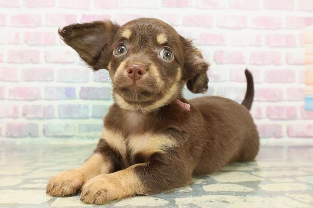 北海道のチワックス(チワワ×ダックス) (Coo&RIKU北見店/2025年12月14日生まれ/女の子/チョコレートタン)の子犬の2枚目の画像