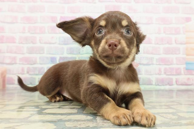 北海道のチワックス(チワワ×ダックス) (Coo&RIKU北見店/2025年12月14日生まれ/女の子/チョコレートタン)の子犬の3枚目の画像
