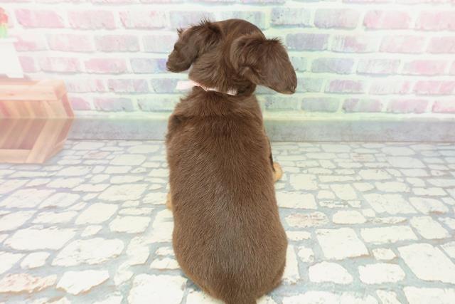 北海道のチワックス(チワワ×ダックス) (Coo&RIKU北見店/2025年12月14日生まれ/女の子/チョコレートタン)の子犬の4枚目の画像