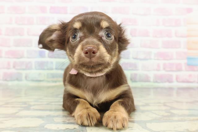 北海道のチワックス(チワワ×ダックス) (Coo&RIKU函館店/2025年12月14日生まれ/女の子/チョコレートタン)の子犬の1枚目の画像