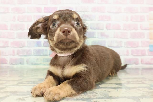 北海道のチワックス(チワワ×ダックス) (Coo&RIKU函館店/2025年12月14日生まれ/女の子/チョコレートタン)の子犬の2枚目の画像