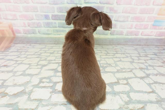 北海道のチワックス(チワワ×ダックス) (Coo&RIKU函館店/2025年12月14日生まれ/女の子/チョコレートタン)の子犬の4枚目の画像