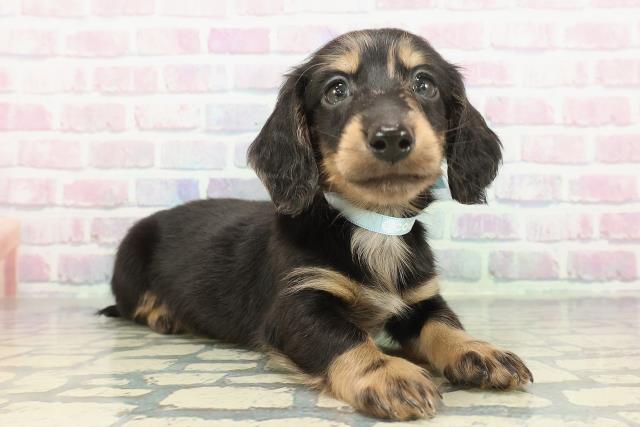 東京都のミニチュアダックスフンド(ロング) (Coo&RIKU大久保店/2025年12月10日生まれ/男の子/シルバーダップル)の子犬の3枚目の画像