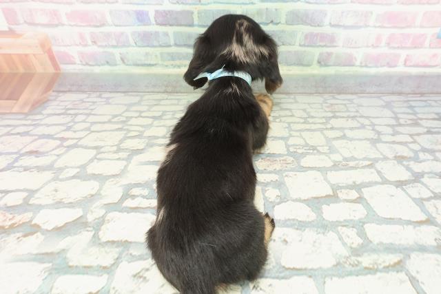 東京都のミニチュアダックスフンド(ロング) (Coo&RIKU大久保店/2025年12月10日生まれ/男の子/シルバーダップル)の子犬の4枚目の画像