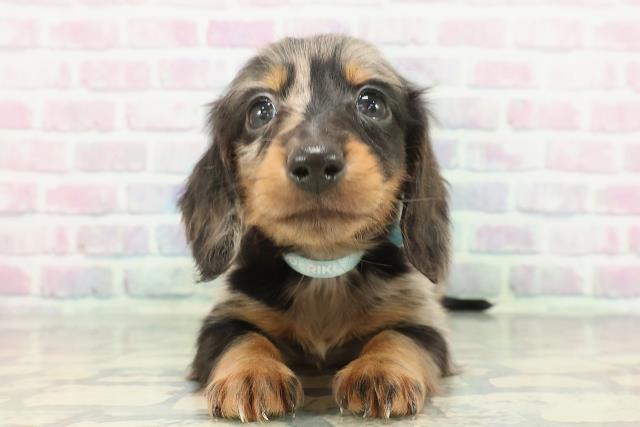 東京都のミニチュアダックスフンド(ロング) (Coo&RIKU新宿三丁目店/2025年12月10日生まれ/男の子/シルバーダップル)の子犬の1枚目の画像