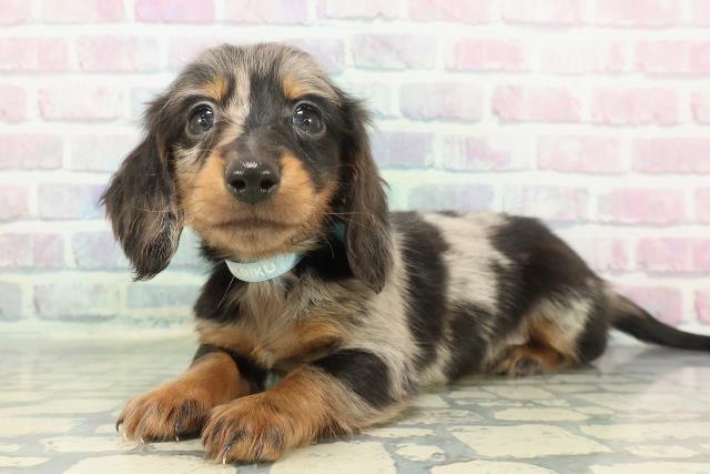 東京都のミニチュアダックスフンド(ロング) (Coo&RIKU新宿三丁目店/2025年12月10日生まれ/男の子/シルバーダップル)の子犬の2枚目の画像