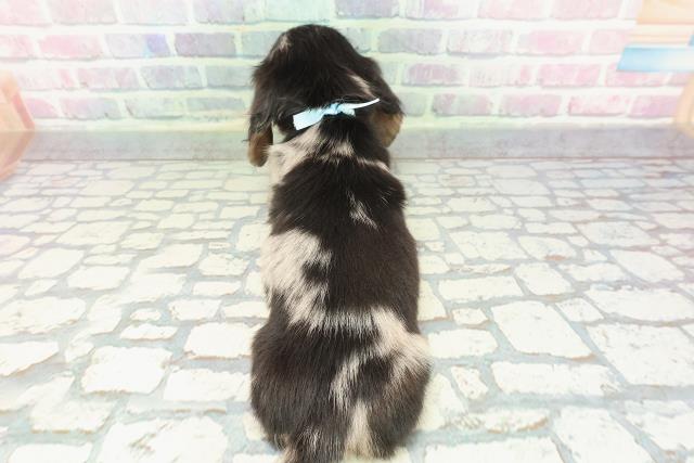 東京都のミニチュアダックスフンド(ロング) (Coo&RIKU新宿三丁目店/2025年12月10日生まれ/男の子/シルバーダップル)の子犬の4枚目の画像