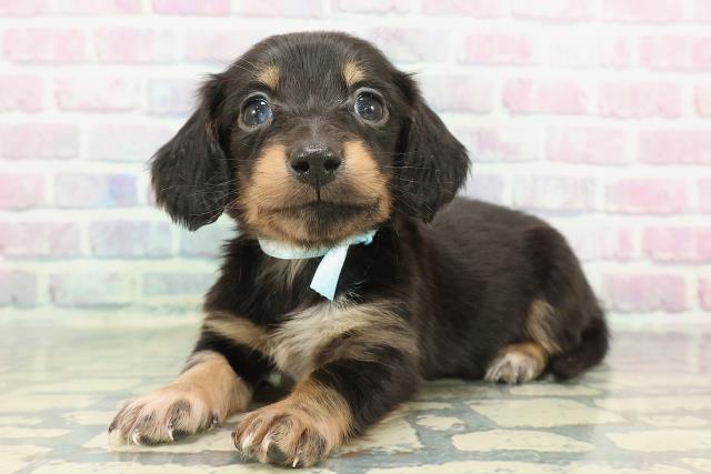 静岡県のミニチュアダックスフンド(ロング) (Coo&RIKU藤枝店/2025年12月10日生まれ/男の子/ブラックタン)の子犬の2枚目の画像