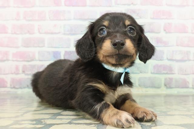 静岡県のミニチュアダックスフンド(ロング) (Coo&RIKU藤枝店/2025年12月10日生まれ/男の子/ブラックタン)の子犬の3枚目の画像