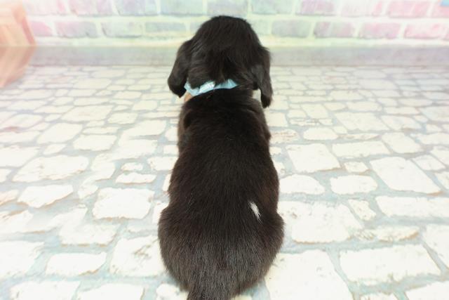 静岡県のミニチュアダックスフンド(ロング) (Coo&RIKU藤枝店/2025年12月10日生まれ/男の子/ブラックタン)の子犬の4枚目の画像