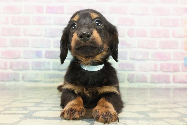 埼玉県のミニチュアダックスフンド(ロング) (Coo&RIKU綿半坂戸店/2025年12月10日生まれ/男の子/ブラックタン)の子犬の1枚目の画像