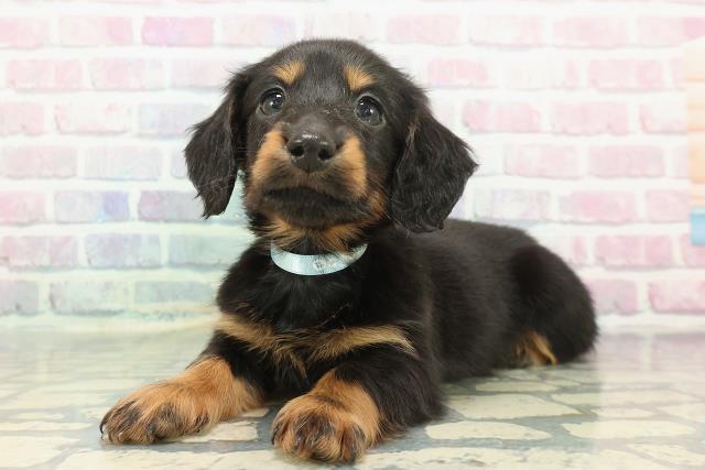 埼玉県のミニチュアダックスフンド(ロング) (Coo&RIKU綿半坂戸店/2025年12月10日生まれ/男の子/ブラックタン)の子犬の2枚目の画像