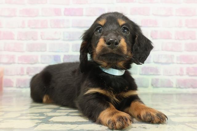 埼玉県のミニチュアダックスフンド(ロング) (Coo&RIKU綿半坂戸店/2025年12月10日生まれ/男の子/ブラックタン)の子犬の3枚目の画像