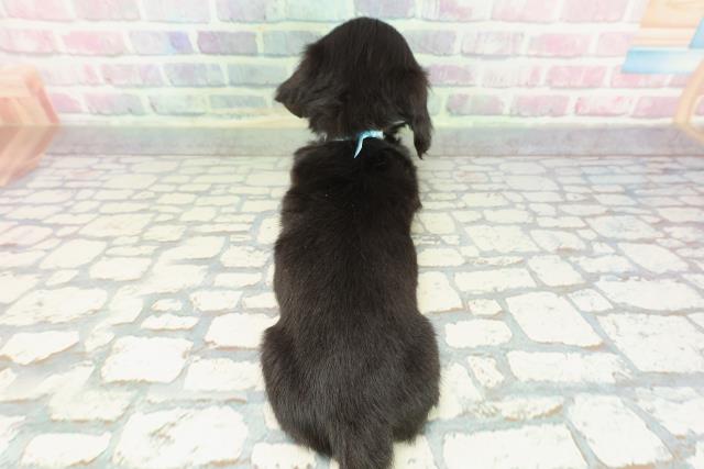 埼玉県のミニチュアダックスフンド(ロング) (Coo&RIKU綿半坂戸店/2025年12月10日生まれ/男の子/ブラックタン)の子犬の4枚目の画像