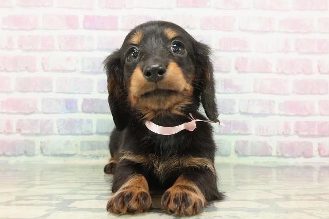 静岡県のミニチュアダックスフンド(ロング) (Coo&RIKU富士店/2025年12月10日生まれ/女の子/ブラックタン)の子犬の1枚目の画像