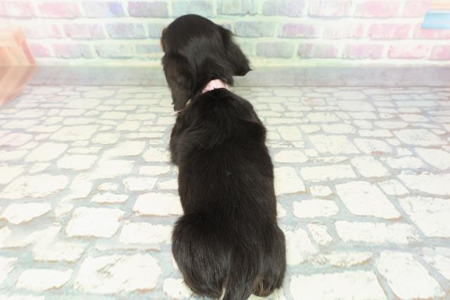 静岡県のミニチュアダックスフンド(ロング) (Coo&RIKU富士店/2025年12月10日生まれ/女の子/ブラックタン)の子犬の4枚目の画像