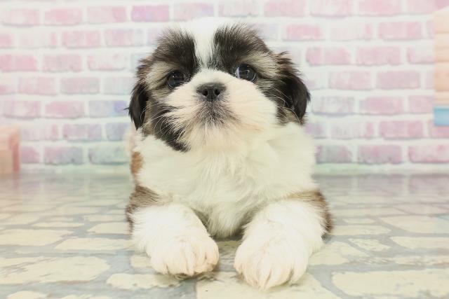 埼玉県のシーズー (Coo&RIKU春日部店/2025年12月11日生まれ/女の子/ホワイトゴールド)の子犬の1枚目の画像