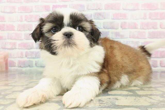 埼玉県のシーズー (Coo&RIKU春日部店/2025年12月11日生まれ/女の子/ホワイトゴールド)の子犬の2枚目の画像