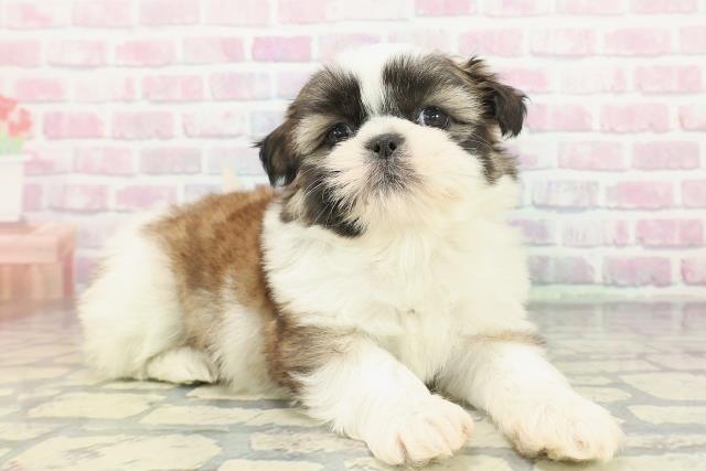 埼玉県のシーズー (Coo&RIKU春日部店/2025年12月11日生まれ/女の子/ホワイトゴールド)の子犬の3枚目の画像