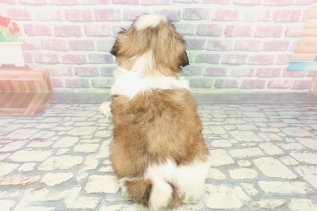 埼玉県のシーズー (Coo&RIKU春日部店/2025年12月11日生まれ/女の子/ホワイトゴールド)の子犬の4枚目の画像