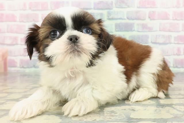 千葉県のシーズー (Coo&RIKU東船橋店/2025年12月11日生まれ/女の子/ホワイトゴールド)の子犬の2枚目の画像