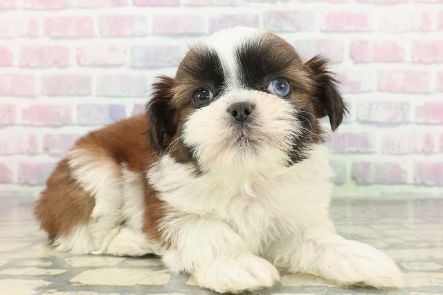 千葉県のシーズー (Coo&RIKU東船橋店/2025年12月11日生まれ/女の子/ホワイトゴールド)の子犬の3枚目の画像