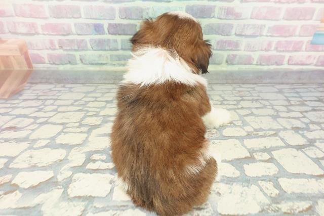 千葉県のシーズー (Coo&RIKU東船橋店/2025年12月11日生まれ/女の子/ホワイトゴールド)の子犬の4枚目の画像