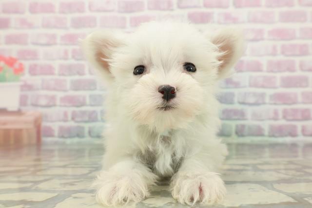 福島県のマルチーズ (Coo&RIKU福島店/2025年12月11日生まれ/男の子/ホワイト)の子犬の1枚目の画像