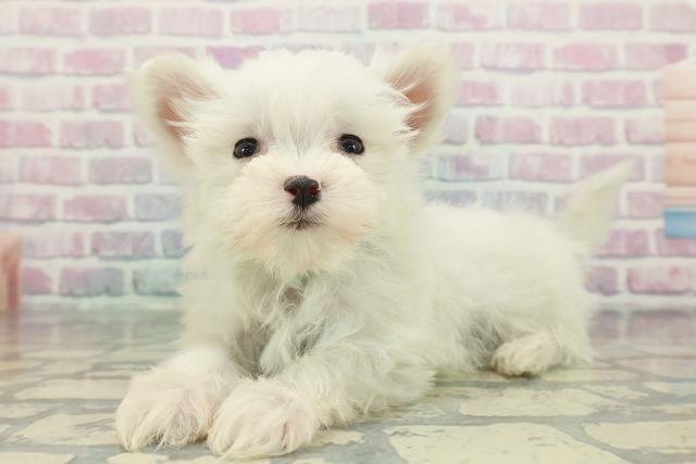 福島県のマルチーズ (Coo&RIKU福島店/2025年12月11日生まれ/男の子/ホワイト)の子犬の2枚目の画像