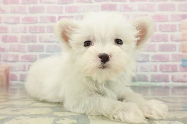 福島県のマルチーズ (Coo&RIKU福島店/2025年12月11日生まれ/男の子/ホワイト)の子犬の3枚目の画像
