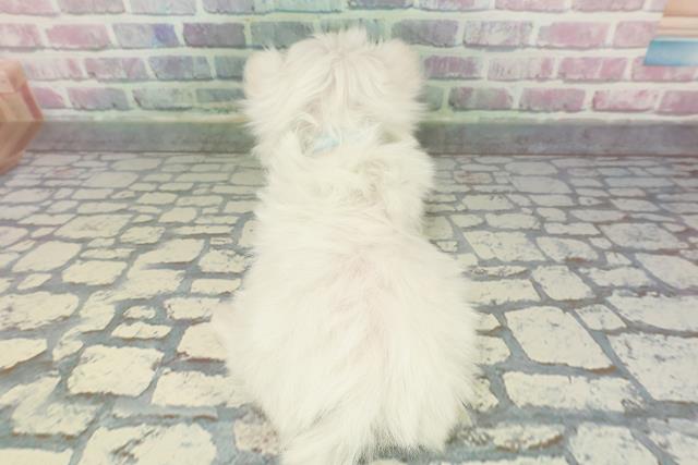 福島県のマルチーズ (Coo&RIKU福島店/2025年12月11日生まれ/男の子/ホワイト)の子犬の4枚目の画像