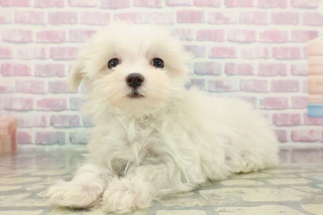 千葉県のマルチーズ (Coo&RIKU市原店/2025年12月11日生まれ/女の子/ホワイト)の子犬の2枚目の画像