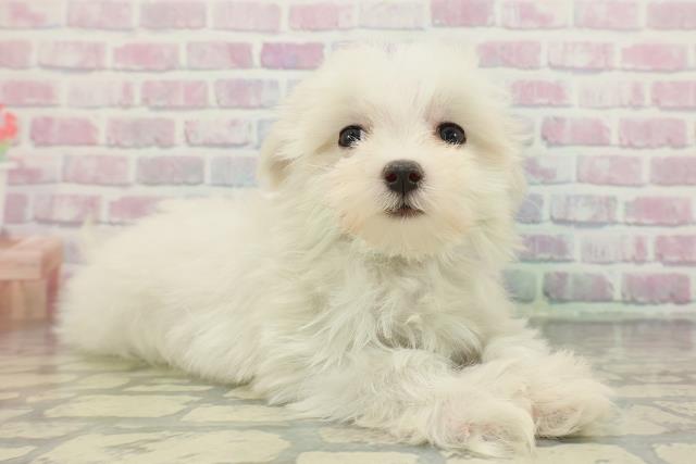 千葉県のマルチーズ (Coo&RIKU市原店/2025年12月11日生まれ/女の子/ホワイト)の子犬の3枚目の画像