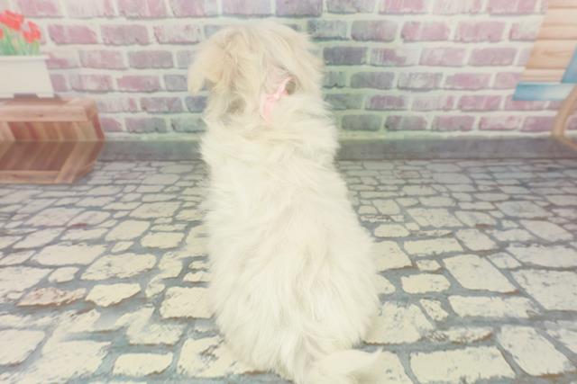 千葉県のマルチーズ (Coo&RIKU市原店/2025年12月11日生まれ/女の子/ホワイト)の子犬の4枚目の画像