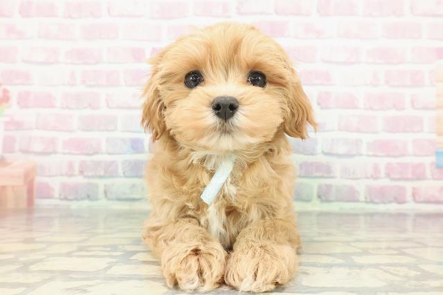 北海道のマルプー(マルチーズ×プードル) (Coo&RIKU北見店/2025年12月11日生まれ/男の子/アプリコットホワイト)の子犬の1枚目の画像