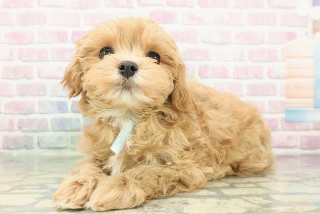 北海道のマルプー(マルチーズ×プードル) (Coo&RIKU北見店/2025年12月11日生まれ/男の子/アプリコットホワイト)の子犬の2枚目の画像