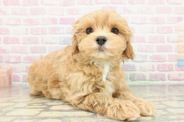 北海道のマルプー(マルチーズ×プードル) (Coo&RIKU北見店/2025年12月11日生まれ/男の子/アプリコットホワイト)の子犬の3枚目の画像