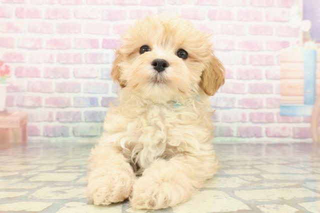 岩手県のマルプー(マルチーズ×プードル) (Coo&RIKU岩手盛岡店/2025年12月11日生まれ/男の子/アプリコットホワイト)の子犬の1枚目の画像