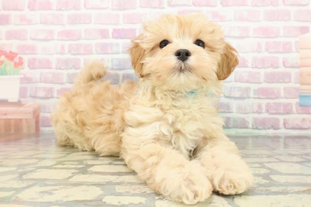 岩手県のマルプー(マルチーズ×プードル) (Coo&RIKU岩手盛岡店/2025年12月11日生まれ/男の子/アプリコットホワイト)の子犬の3枚目の画像