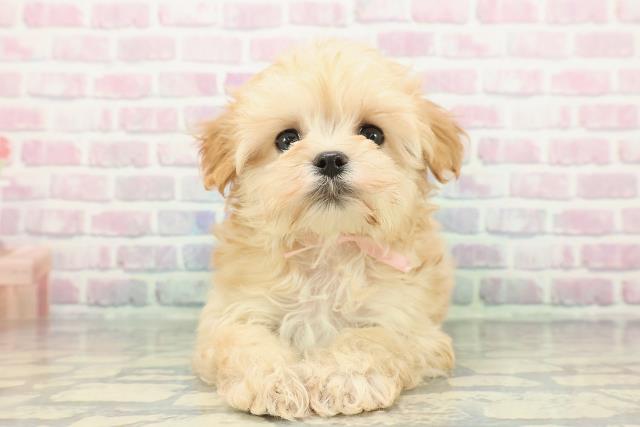 北海道のマルプー(マルチーズ×プードル) (Coo&RIKU苫小牧店/2025年12月11日生まれ/女の子/アプリコットホワイト)の子犬の1枚目の画像