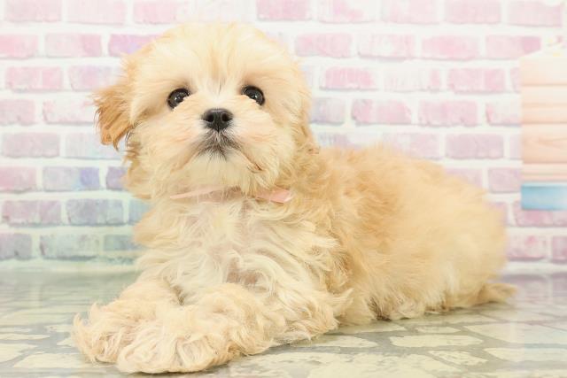 北海道のマルプー(マルチーズ×プードル) (Coo&RIKU苫小牧店/2025年12月11日生まれ/女の子/アプリコットホワイト)の子犬の2枚目の画像