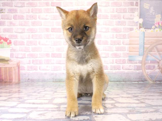 兵庫県の豆柴 (Coo&RIKU伊丹店/2025年12月7日生まれ/女の子/赤)の子犬