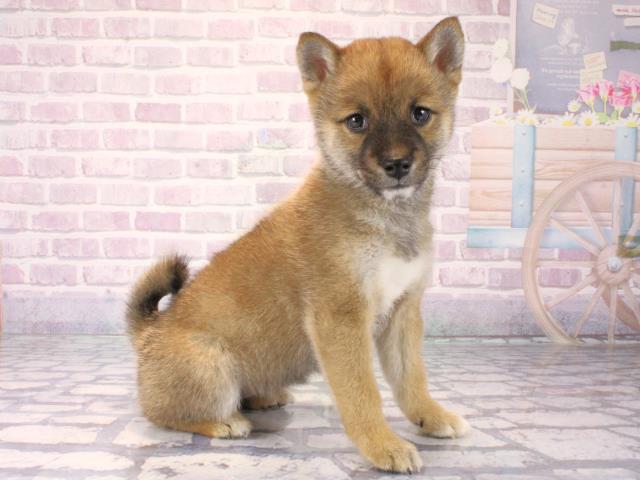 兵庫県の豆柴 (Coo&RIKU伊丹店/2025年12月7日生まれ/女の子/赤)の子犬の2枚目の画像