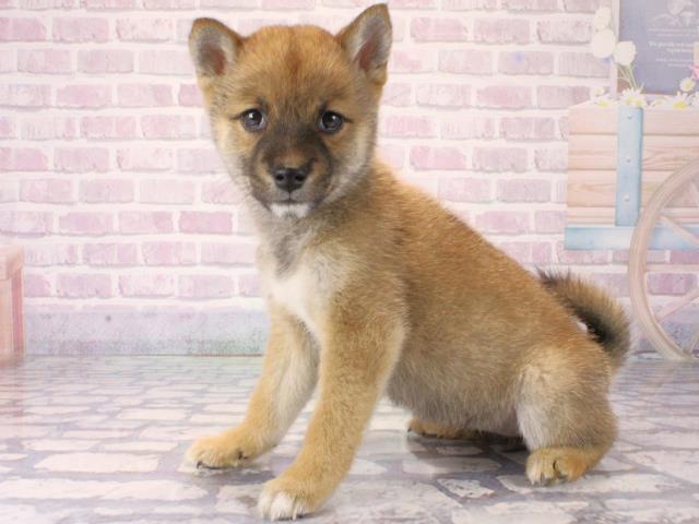 兵庫県の豆柴 (Coo&RIKU伊丹店/2025年12月7日生まれ/女の子/赤)の子犬の3枚目の画像