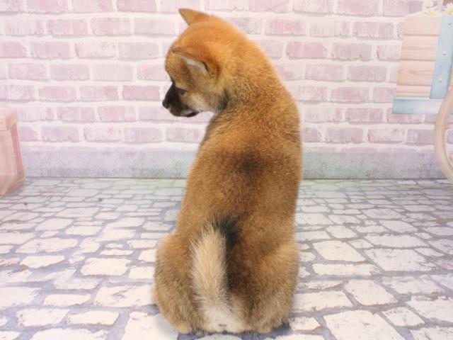 兵庫県の豆柴 (Coo&RIKU伊丹店/2025年12月7日生まれ/女の子/赤)の子犬の4枚目の画像