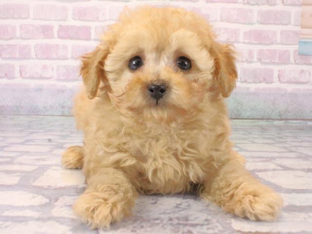 大阪府のトイプードル(トイ) (Coo&RIKU松原店/2025年12月11日生まれ/男の子/ペールフォーン)の子犬の1枚目の画像