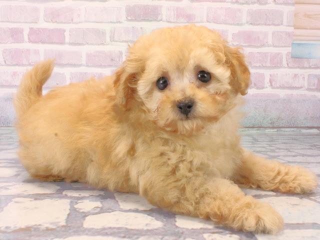 大阪府のトイプードル(トイ) (Coo&RIKU松原店/2025年12月11日生まれ/男の子/ペールフォーン)の子犬の2枚目の画像