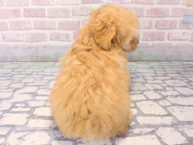 大阪府のトイプードル(トイ) (Coo&RIKU松原店/2025年12月11日生まれ/男の子/ペールフォーン)の子犬の4枚目の画像